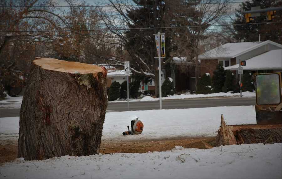 Large Willow Tree Cut Down Due To Safety Concerns